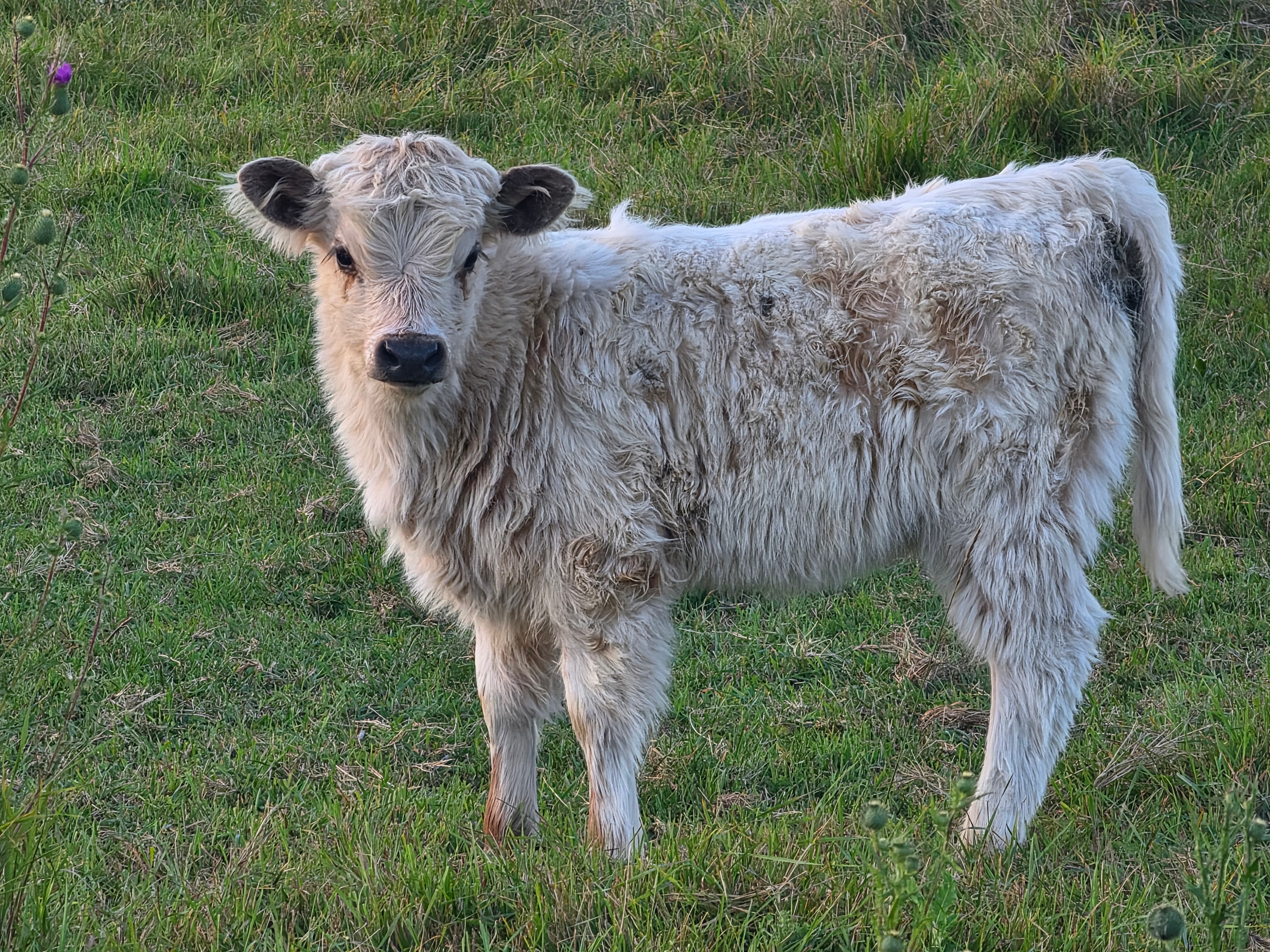 Fluffy white/cream calf standing in the summer pasture