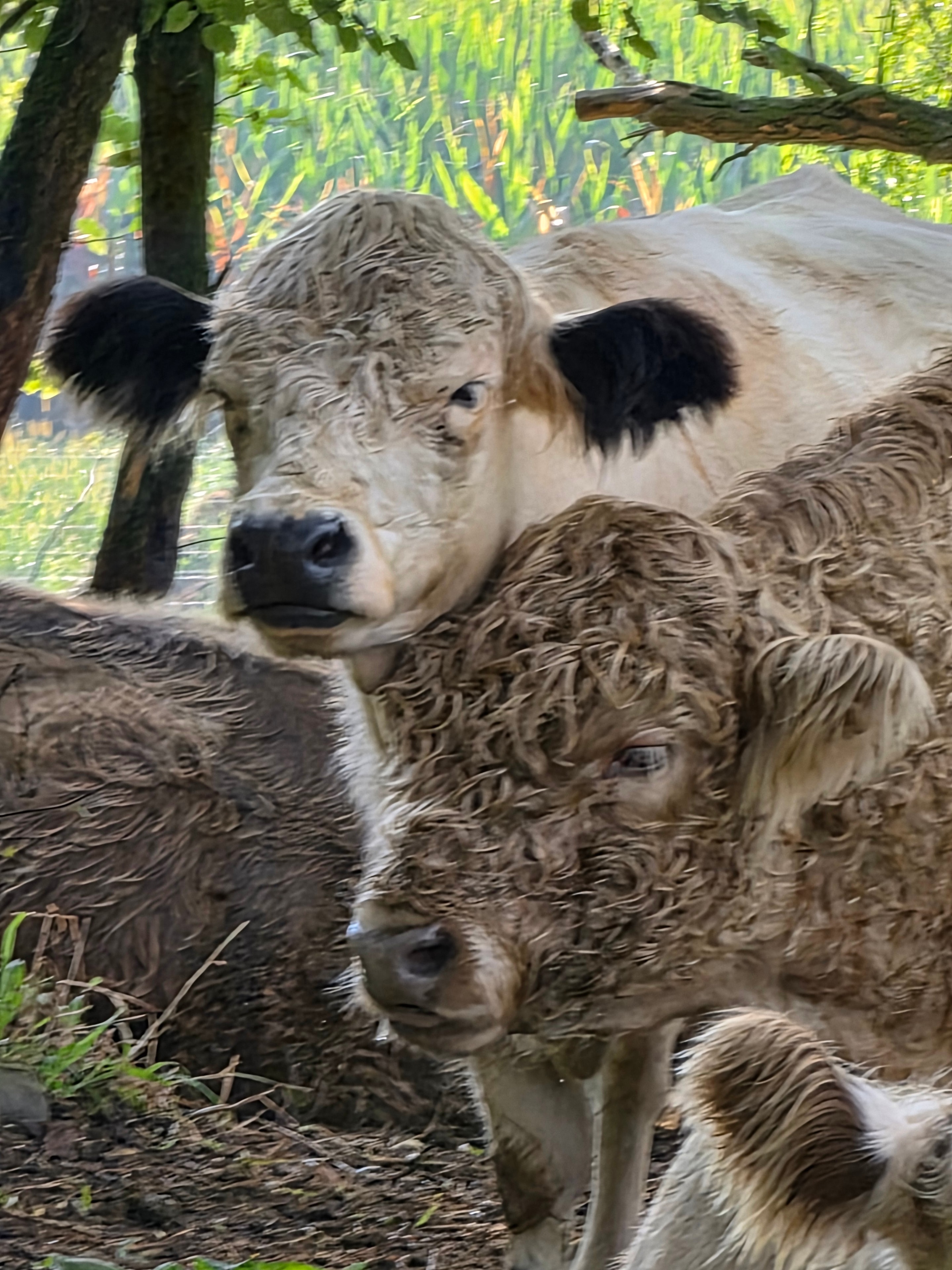 Cattle resting by the water and trees on a late summer day