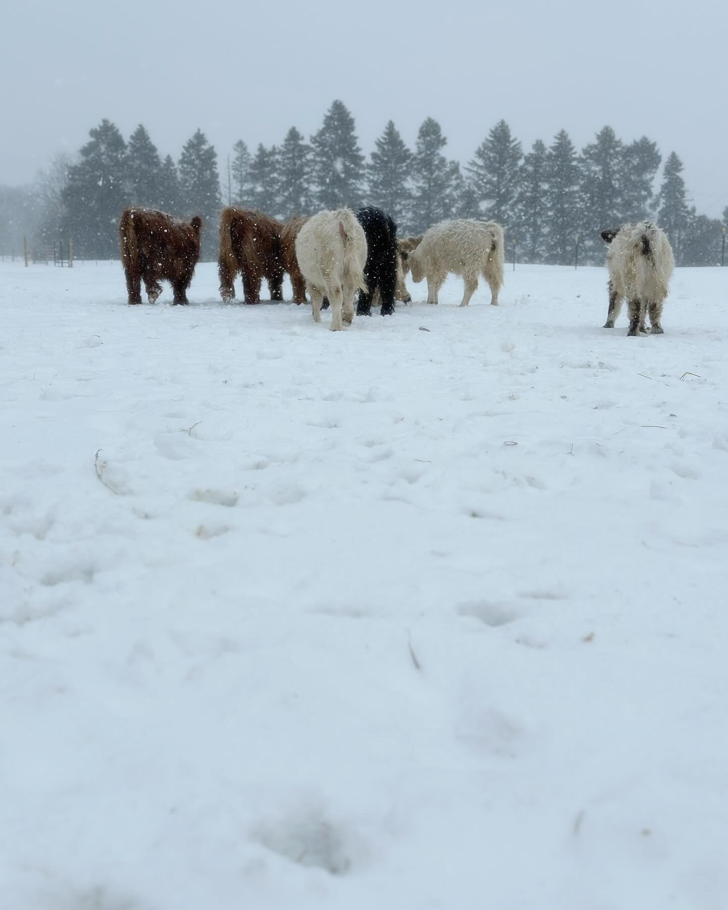 Herd of cattle grazing a snowy field in winter