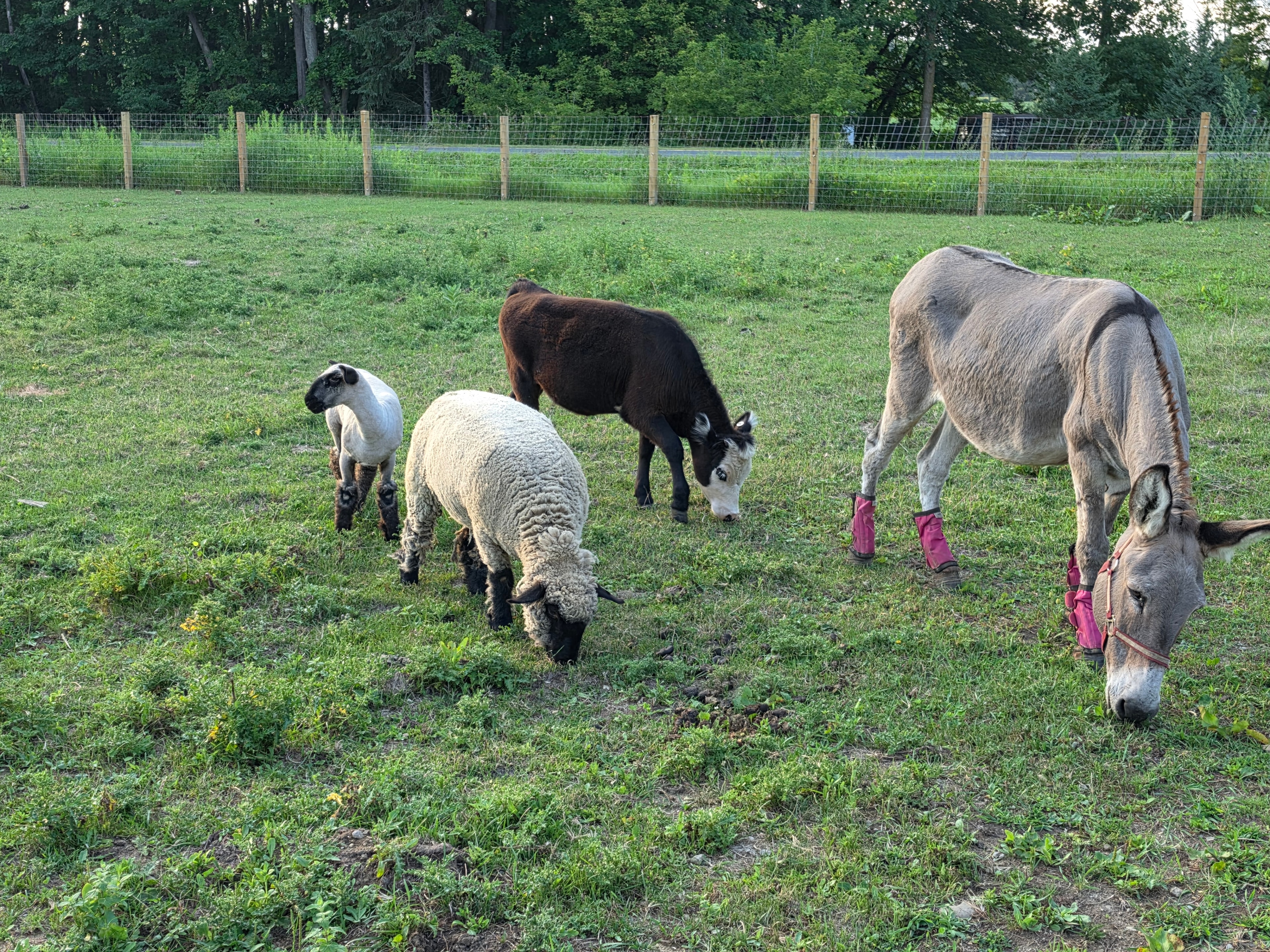 Sheep, a dark calf, and a gray donkey with pink boots grazing together in the summer pasture