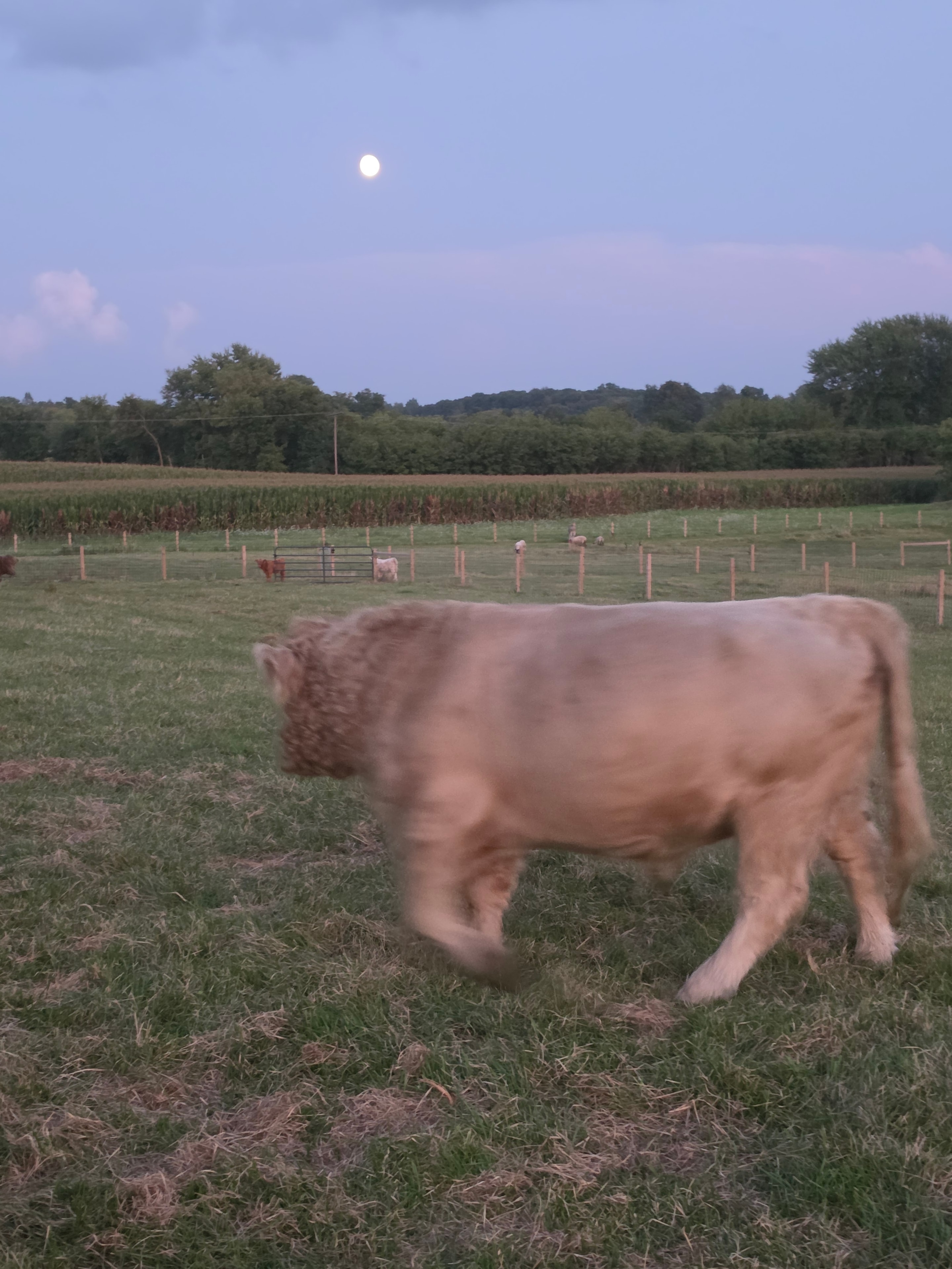Horse in the summer pasture at Small Batch Cattle Co.