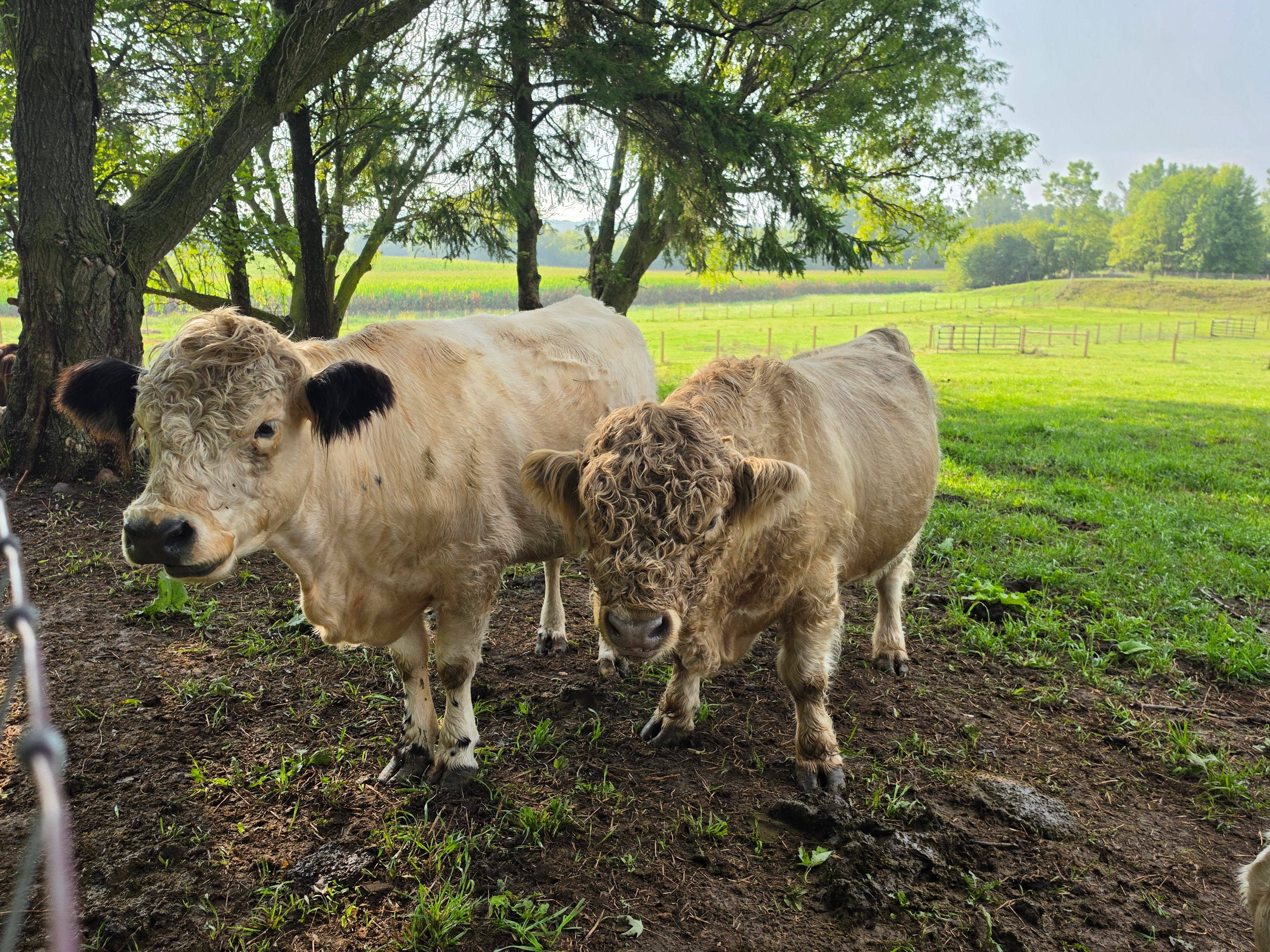 Mama cow and her curly-headed calf standing under the trees on a summer morning