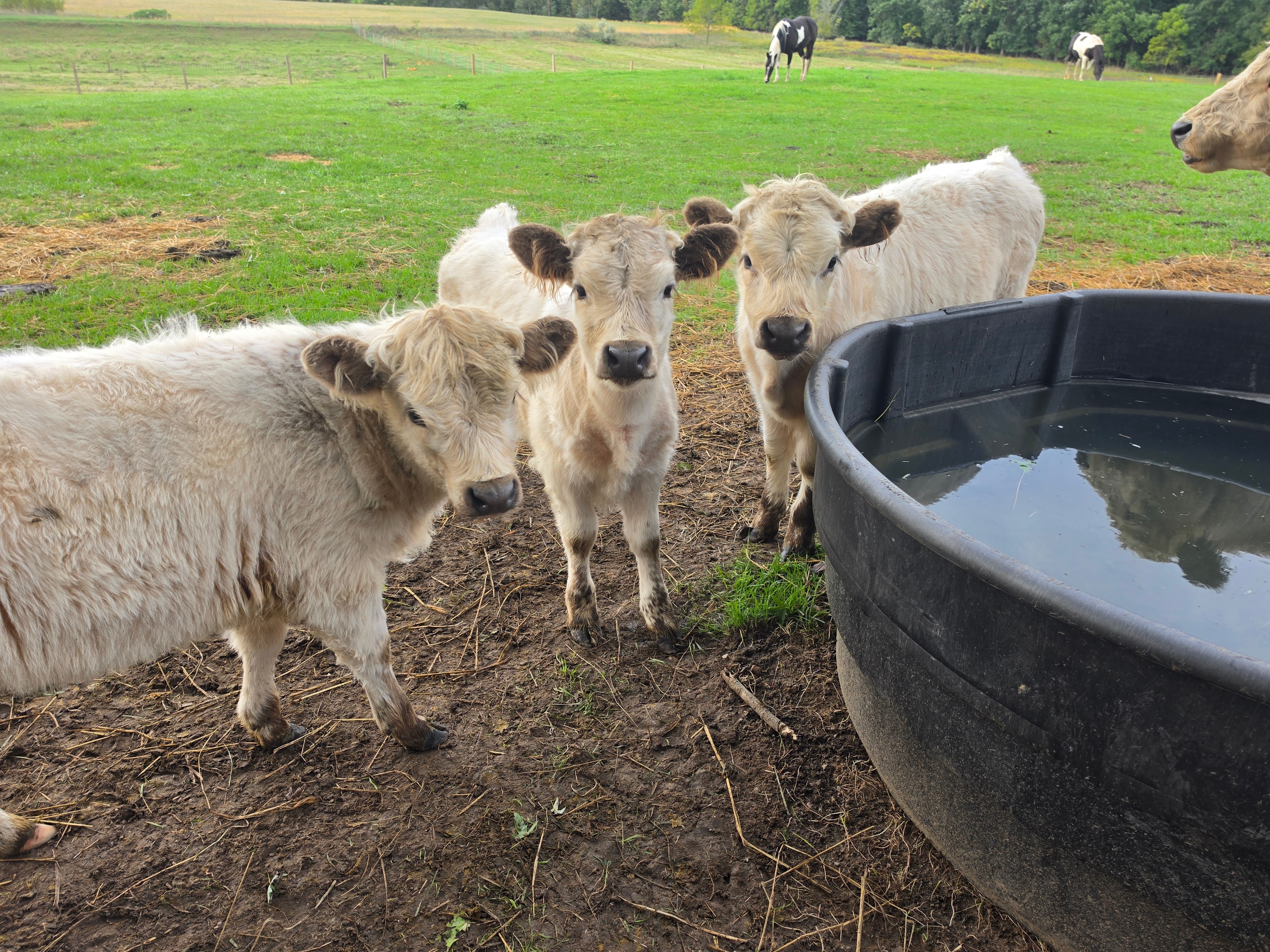 Cream-colored calves gathered around the water tank on a fall morning