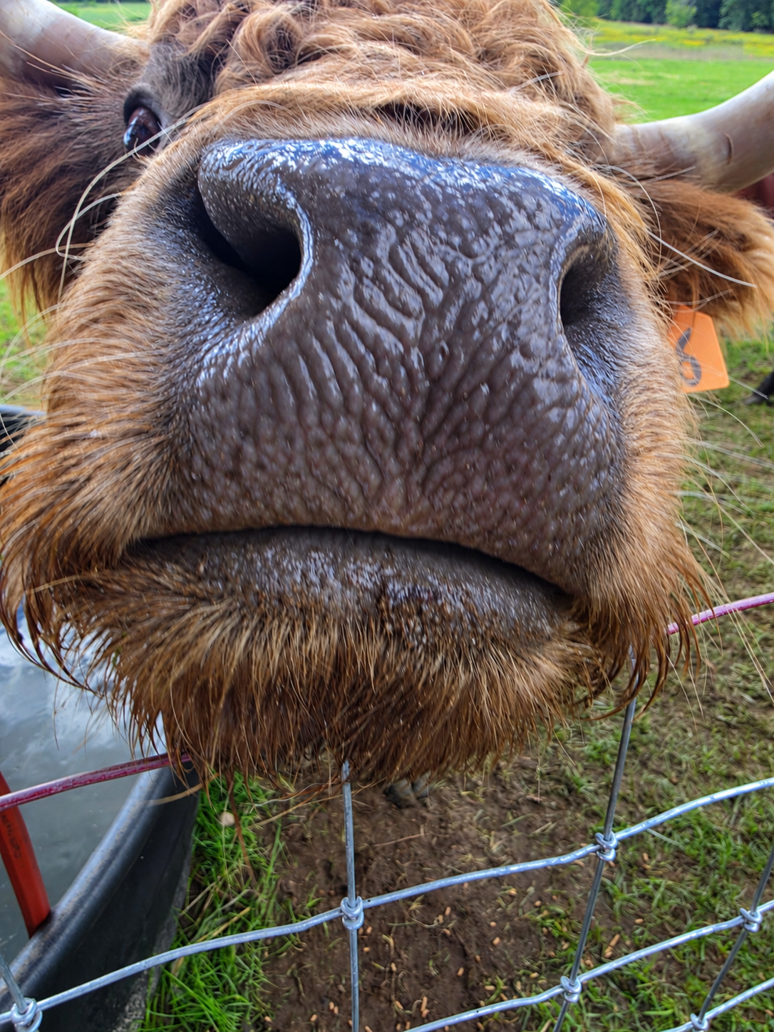 Highland cow close-up portrait, curly coat and big brown eyes