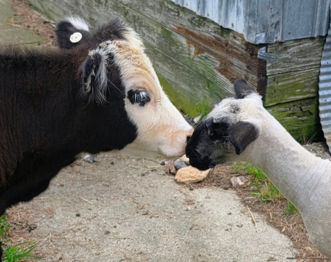 Two goats touching noses in the summer pasture