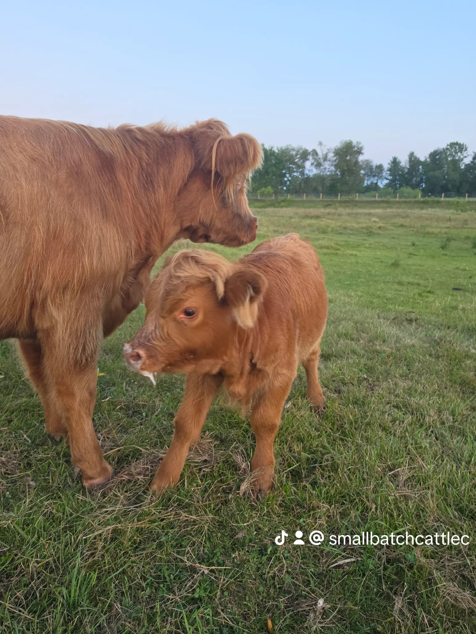 Two Highland cattle grazing in the summer pasture