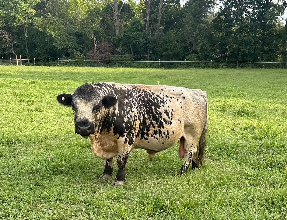 Little Sancho at approximately 18 years old, enjoying retirement