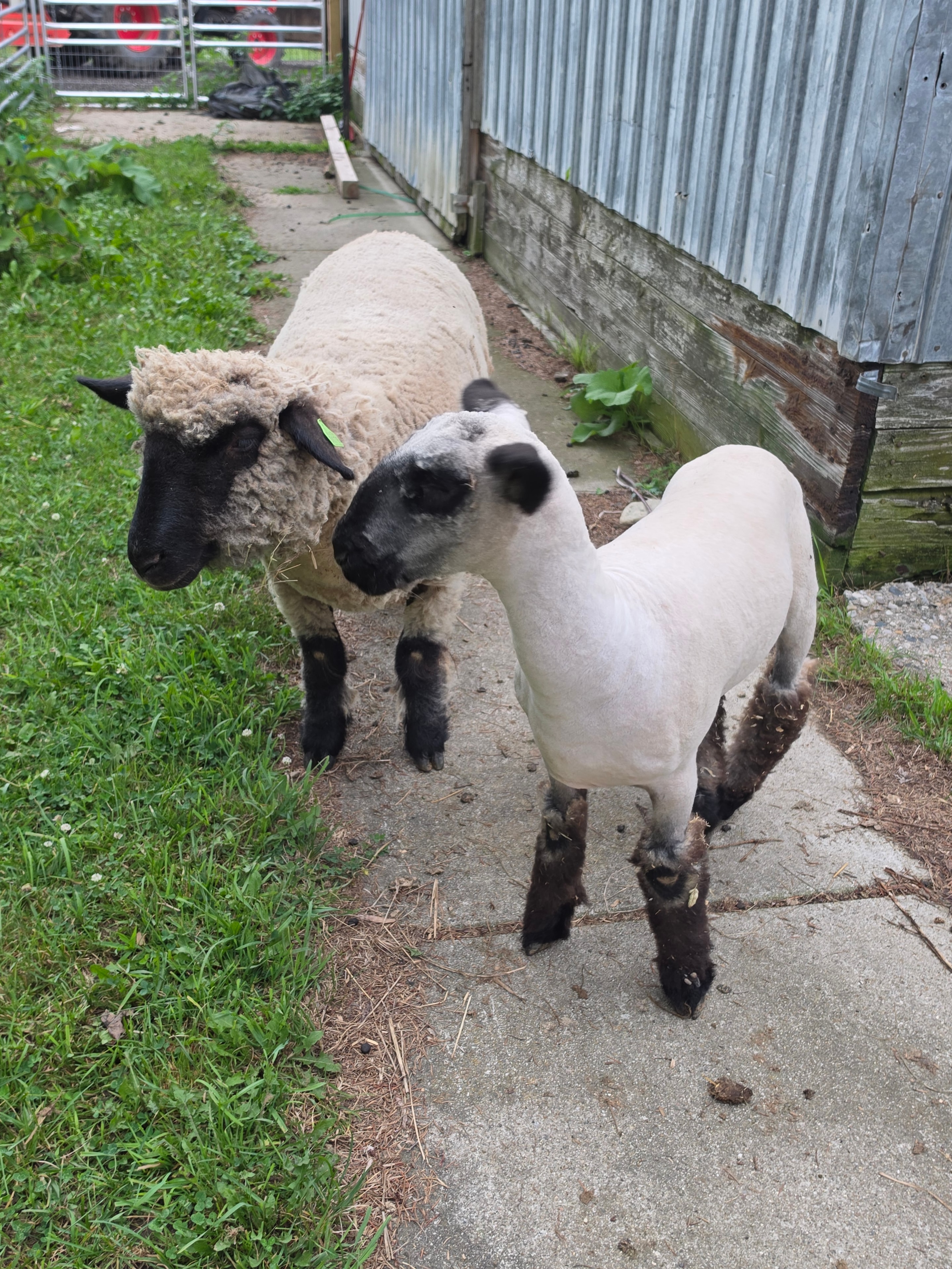 Two goats walking the farm pathway at Small Batch Cattle Co.