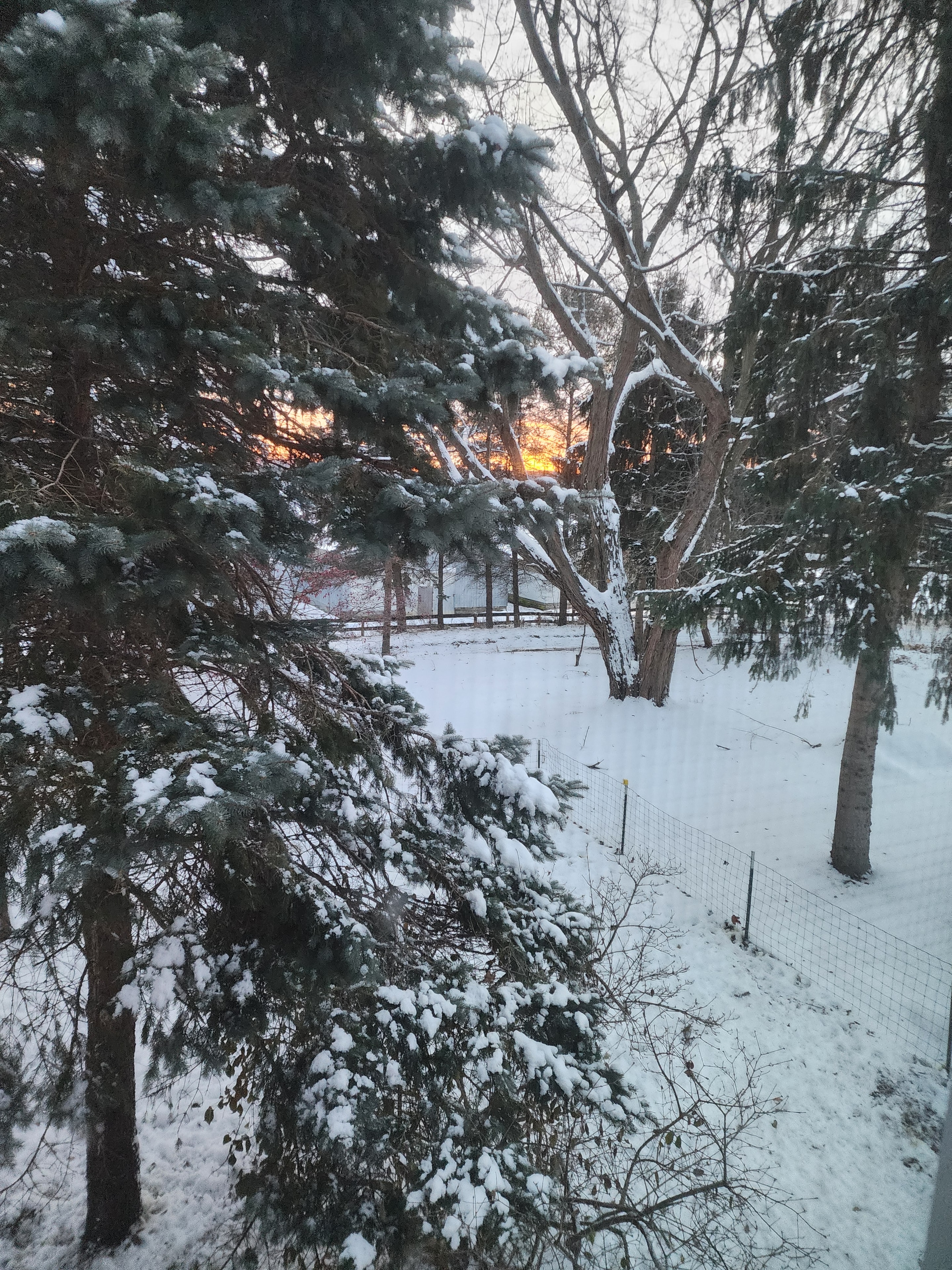 Winter sunset glowing through snow-covered pines and the ranch fence