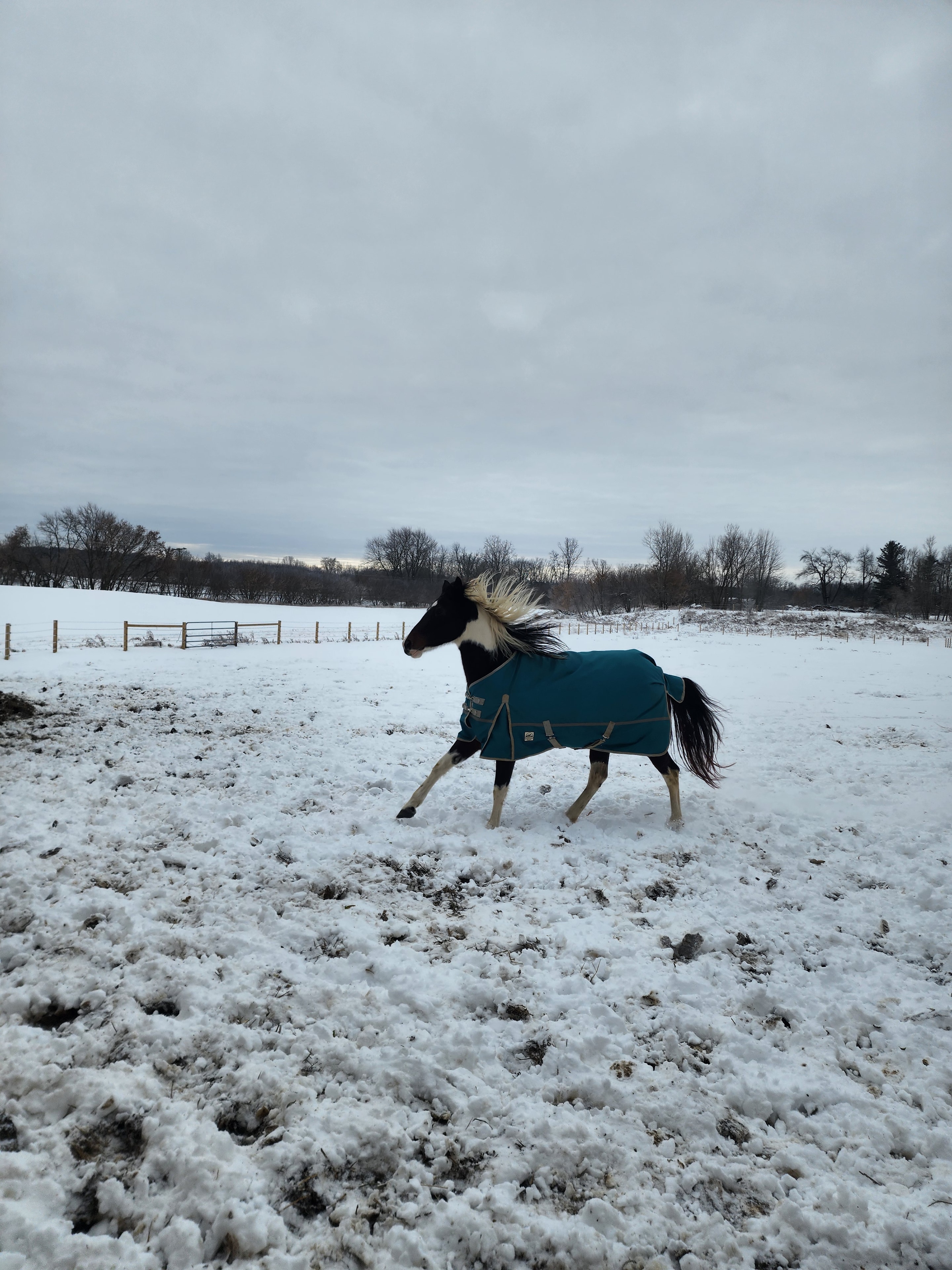 Horse trotting free across the snowy pasture