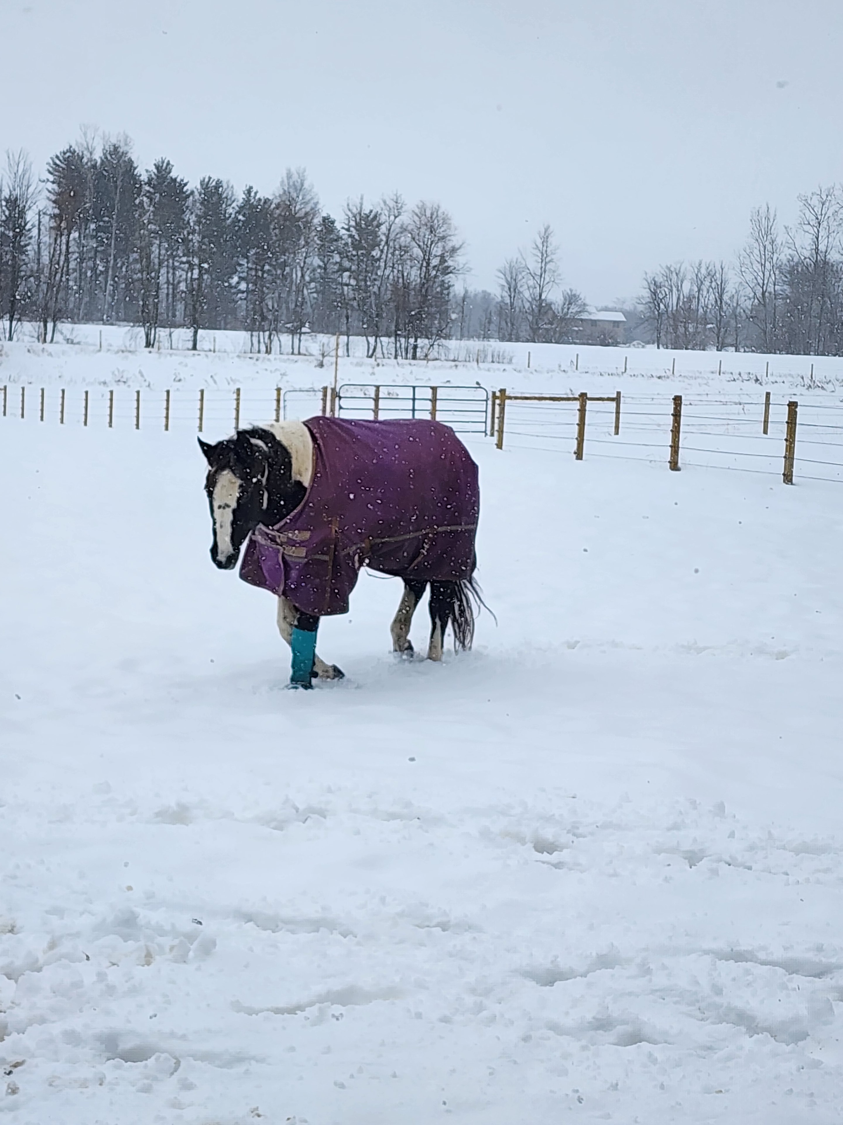 Horse in a purple blanket standing in the snowy pasture