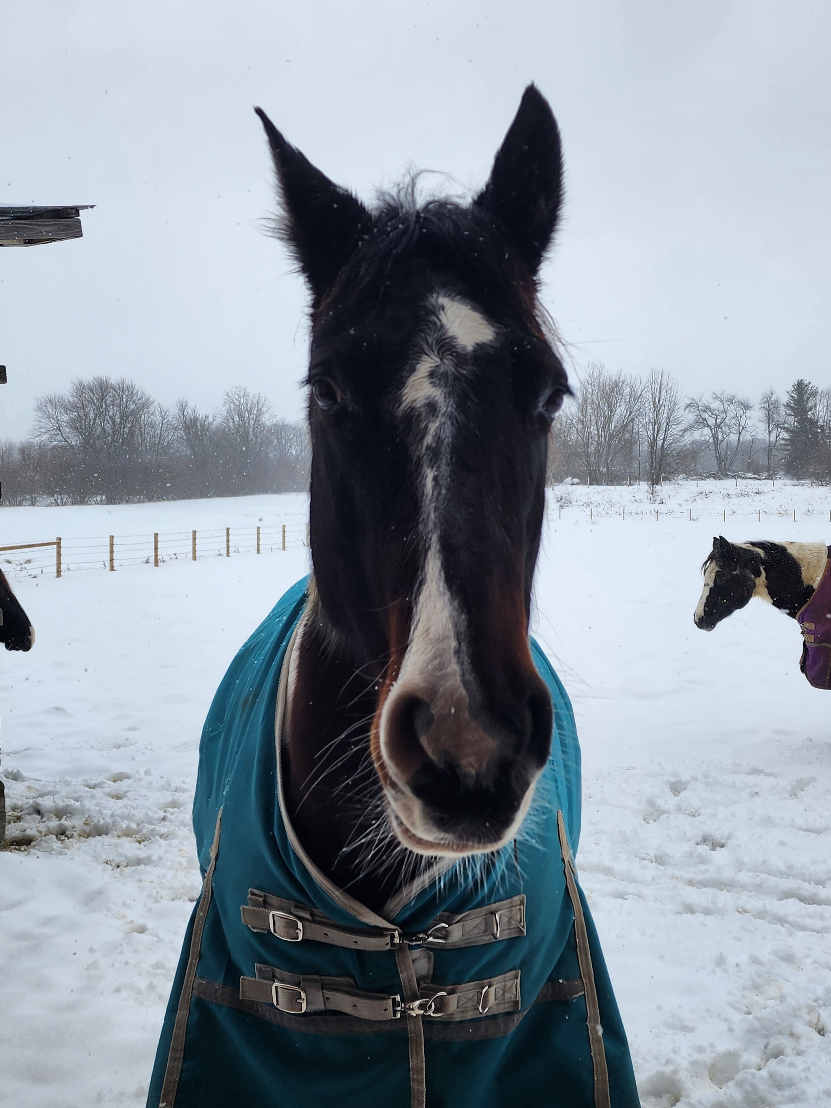 Close-up of a curious horse face in a blue blanket on a snowy day