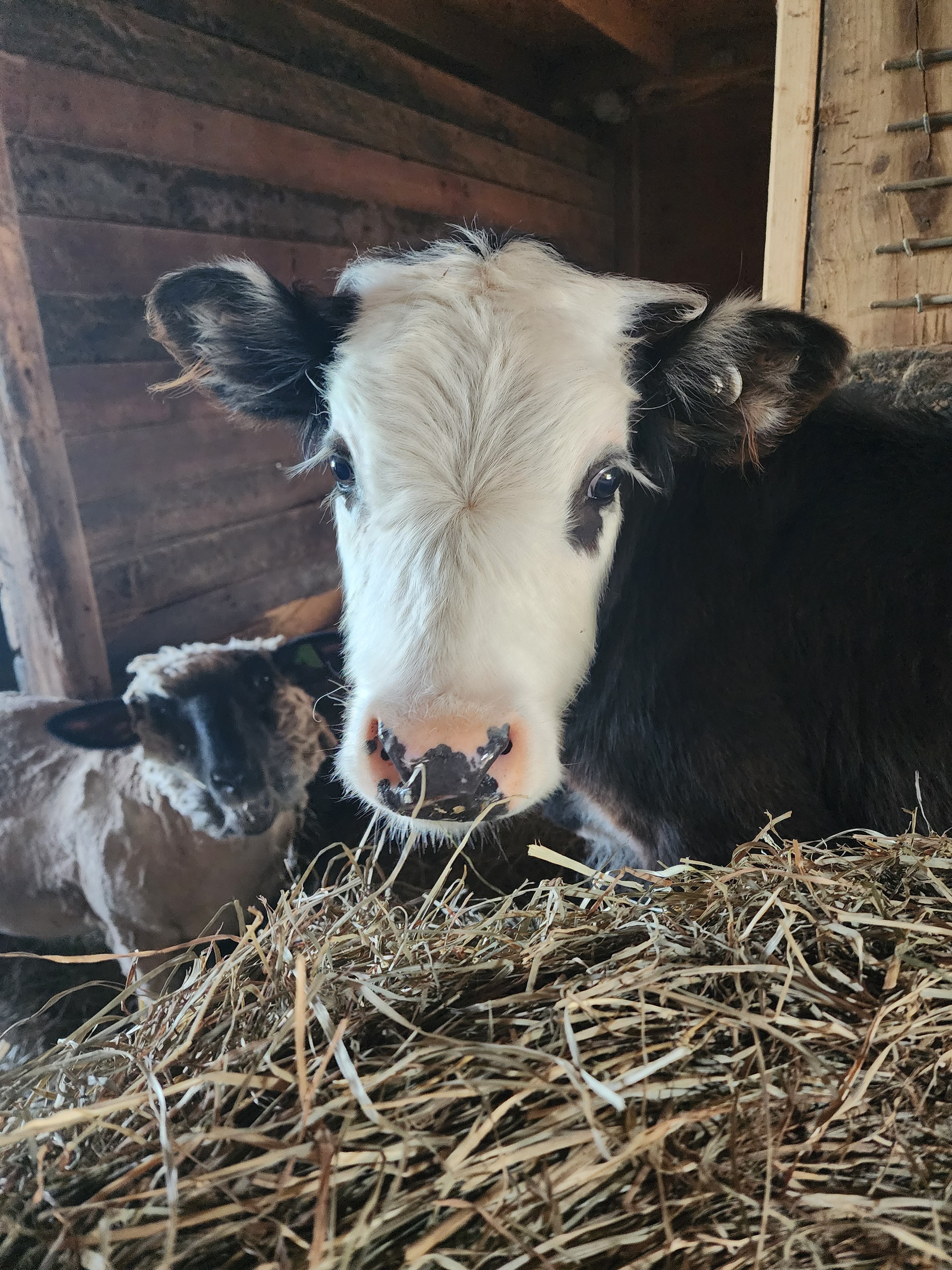 Cattle in the barn hay at Small Batch Cattle Co.
