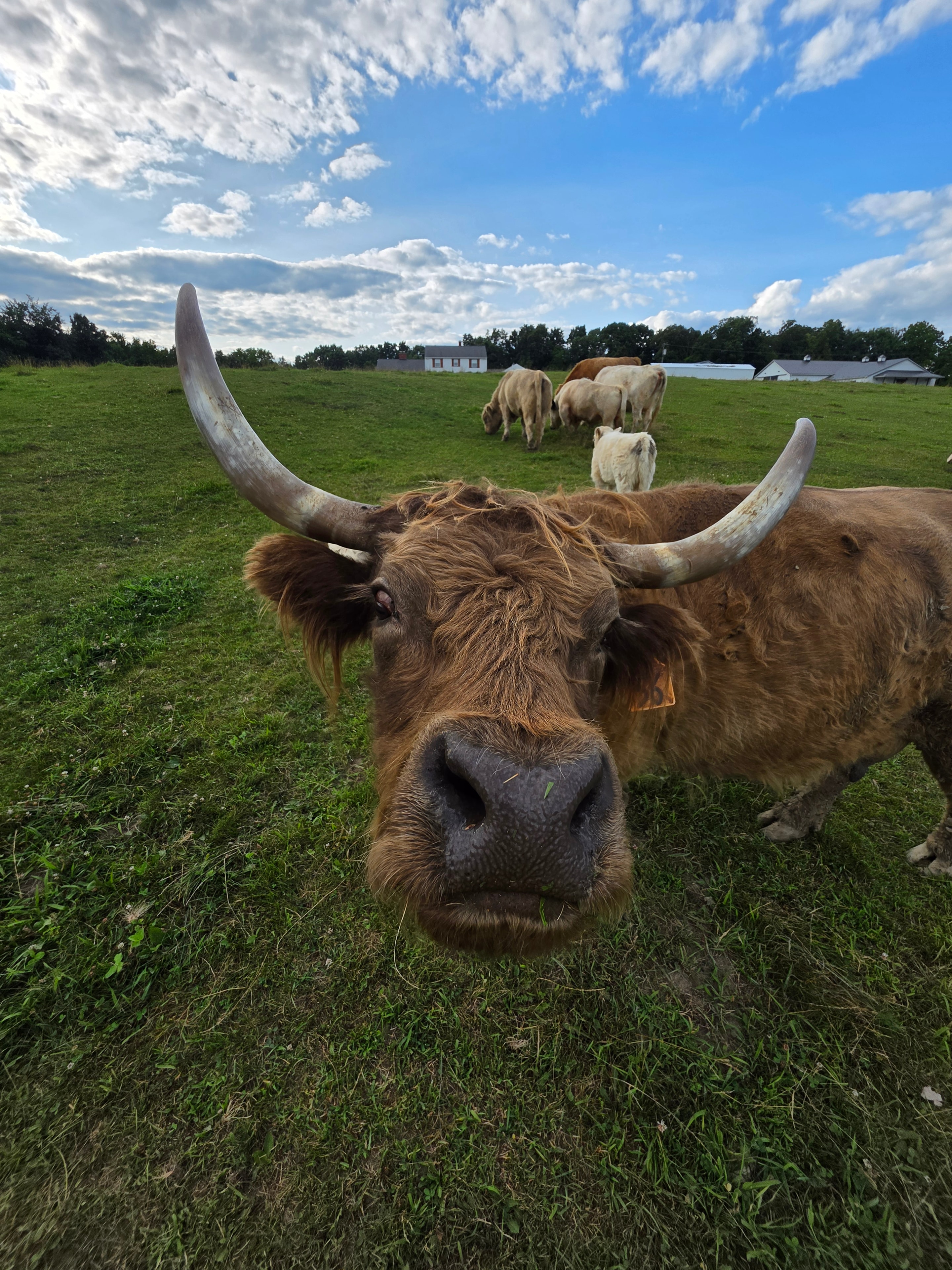 Long-horned Highland cattle grazing the summer pasture